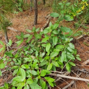 Viburnum tinus at Isaacs, ACT - 23 Apr 2023