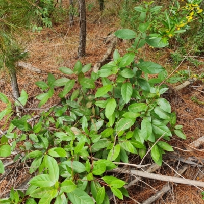 Viburnum tinus (Laurustinus) at Isaacs Ridge and Nearby - 23 Apr 2023 by Mike