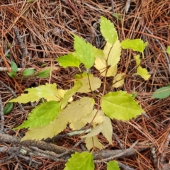 Celtis australis (Nettle Tree) at Isaacs, ACT - 23 Apr 2023 by Mike