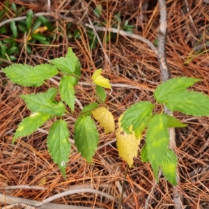 Celtis australis at Isaacs, ACT - 23 Apr 2023