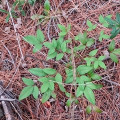 Nandina domestica (Sacred Bamboo) at Isaacs Ridge and Nearby - 23 Apr 2023 by Mike