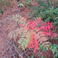 Pistacia chinensis (Chinese Pistachio) at Isaacs Ridge and Nearby - 23 Apr 2023 by Mike