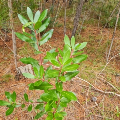 Arbutus unedo (Strawberry Tree) at Isaacs Ridge and Nearby - 23 Apr 2023 by Mike