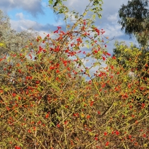 Rosa rubiginosa at Jerrabomberra, ACT - 23 Apr 2023
