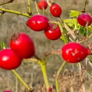 Rosa rubiginosa at Jerrabomberra, ACT - 23 Apr 2023