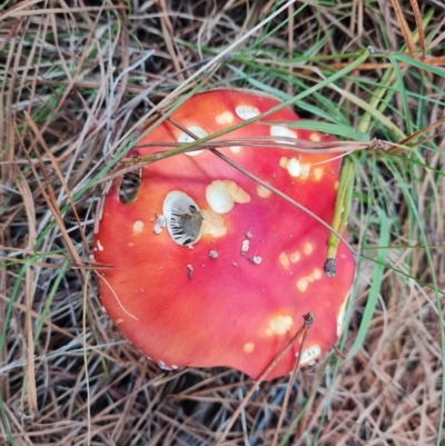 Amanita muscaria (Fly Agaric) at Isaacs Ridge and Nearby - 23 Apr 2023 by Mike