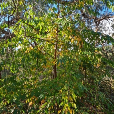 Prunus sp. (A Plum) at Isaacs Ridge and Nearby - 23 Apr 2023 by Mike