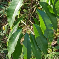 Prunus sp. at Jerrabomberra, ACT - 23 Apr 2023