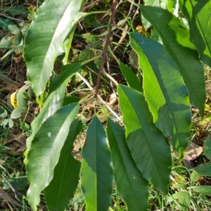 Prunus sp. at Jerrabomberra, ACT - 23 Apr 2023