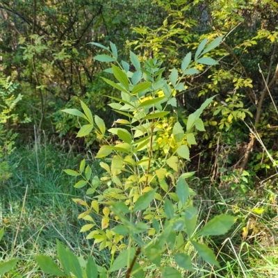 Fraxinus sp. (An Ash) at Isaacs Ridge and Nearby - 23 Apr 2023 by Mike