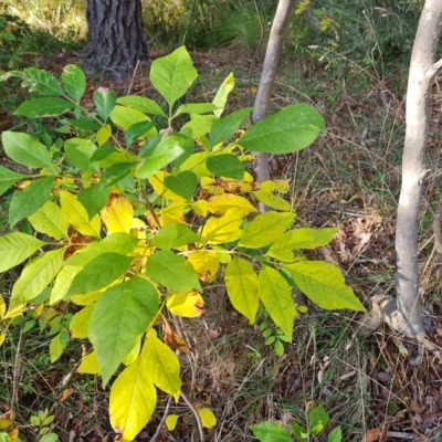 Fraxinus sp. (An Ash) at Isaacs, ACT - 23 Apr 2023 by Mike