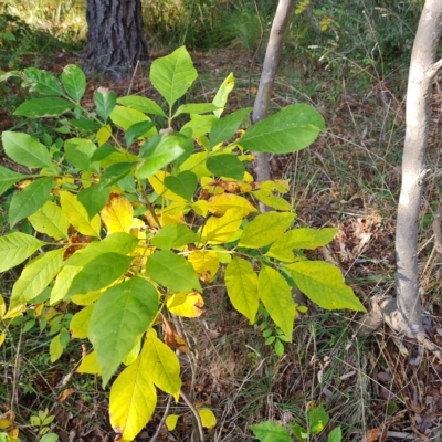 Fraxinus sp. (An Ash) at Isaacs Ridge and Nearby - 23 Apr 2023 by Mike