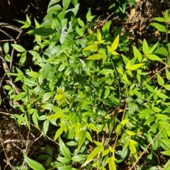 Nandina domestica (Sacred Bamboo) at Isaacs, ACT - 23 Apr 2023 by Mike