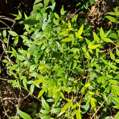 Nandina domestica (Sacred Bamboo) at Isaacs Ridge - 23 Apr 2023 by Mike