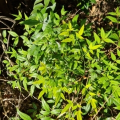 Nandina domestica (Sacred Bamboo) at Isaacs Ridge and Nearby - 23 Apr 2023 by Mike