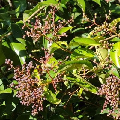 Ligustrum lucidum (Large-leaved Privet) at Isaacs Ridge and Nearby - 23 Apr 2023 by Mike