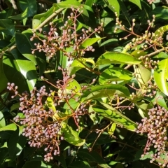 Ligustrum lucidum (Large-leaved Privet) at Isaacs Ridge and Nearby - 23 Apr 2023 by Mike