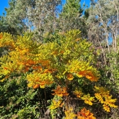 Koelreuteria paniculata (Golden Rain Tree) at Isaacs Ridge - 23 Apr 2023 by Mike