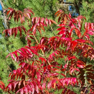 Pistacia chinensis (Chinese Pistachio) at Isaacs Ridge and Nearby - 23 Apr 2023 by Mike