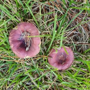 Russula 'purpureoflava group' at Isaacs, ACT - 23 Apr 2023 03:16 PM