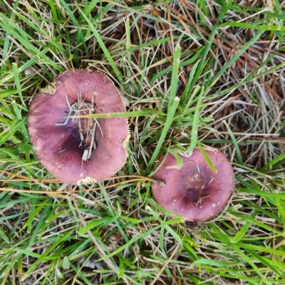 Russula 'purpureoflava group' at Isaacs, ACT - 23 Apr 2023 by Mike