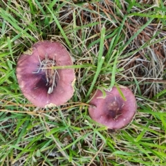 Russula 'purpureoflava group' at Isaacs, ACT - 23 Apr 2023 by Mike