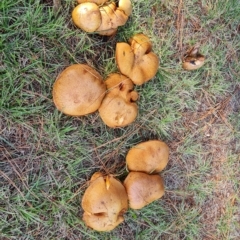 Suillus sp. (A bolete ) at Isaacs Ridge and Nearby - 23 Apr 2023 by Mike