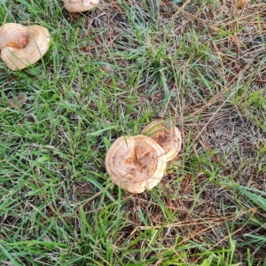 Lactarius deliciosus at Isaacs, ACT - 23 Apr 2023 03:14 PM