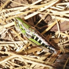 Kosciuscola cognatus (A grasshopper) at Booth, ACT - 23 Apr 2023 by JohnBundock