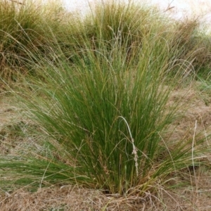 Carex appressa at Crooked Corner, NSW - 23 Apr 2023 05:19 PM