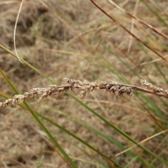 Carex appressa at Crooked Corner, NSW - 23 Apr 2023