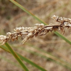 Carex appressa at Crooked Corner, NSW - 23 Apr 2023 05:19 PM