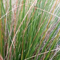 Carex appressa at Crooked Corner, NSW - 23 Apr 2023 05:19 PM