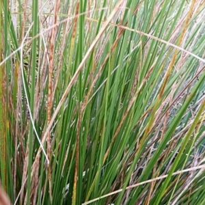 Carex appressa at Crooked Corner, NSW - 23 Apr 2023 05:19 PM