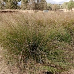 Carex appressa at Crooked Corner, NSW - 23 Apr 2023 05:19 PM