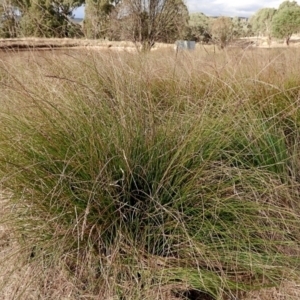 Carex appressa at Crooked Corner, NSW - 23 Apr 2023 05:19 PM