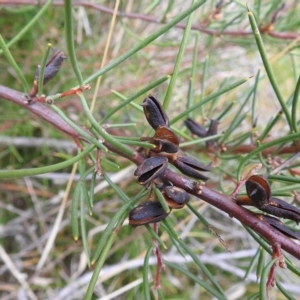 Hakea microcarpa at Booth, ACT - 23 Apr 2023