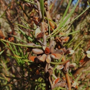 Hakea microcarpa at Rendezvous Creek, ACT - 23 Apr 2023 02:24 PM