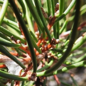 Hakea microcarpa at Rendezvous Creek, ACT - 23 Apr 2023 02:24 PM