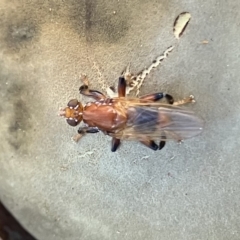 Tapeigaster argyrospila (Fungus fly) at Higgins, ACT - 23 Apr 2023 by Jillw