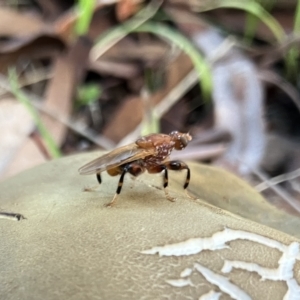 Tapeigaster argyrospila at Higgins, ACT - 23 Apr 2023 04:39 PM