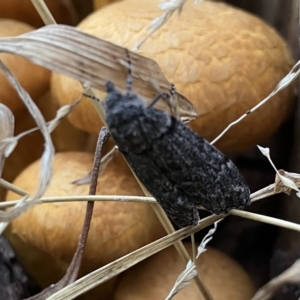 Scoparia (genus) at Higgins, ACT - 23 Apr 2023 04:13 PM