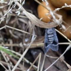 Scoparia (genus) at Higgins, ACT - 23 Apr 2023