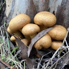 Gymnopilus junonius (Spectacular Rustgill) at Higgins Woodland - 23 Apr 2023 by Jillw