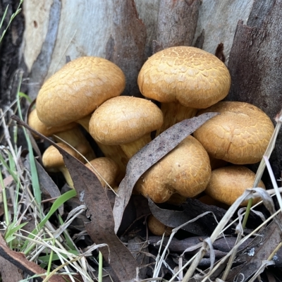 Gymnopilus junonius (Spectacular Rustgill) at Higgins Woodland - 23 Apr 2023 by Jillw