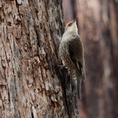 Climacteris erythrops (Red-browed Treecreeper) at Cotter River, ACT - 5 Apr 2023 by DPRees125