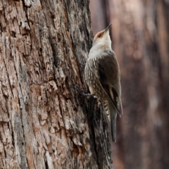 Climacteris erythrops (Red-browed Treecreeper) at Cotter River, ACT - 5 Apr 2023 by DPRees125