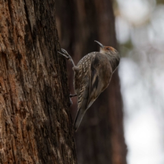 Climacteris erythrops at Namadgi National Park - 5 Apr 2023 12:00 PM