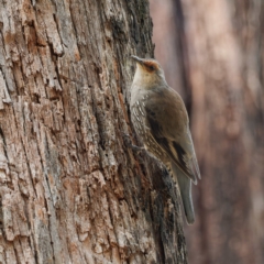 Climacteris erythrops at Namadgi National Park - 5 Apr 2023 12:00 PM