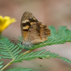 Heteronympha banksii (Banks' Brown) at Namadgi National Park - 5 Apr 2023 by DPRees125